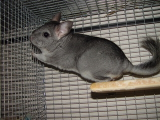 Dustie  - Standard Grey Violet Carrier Male