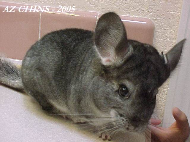 Dustin - Standard Grey Male
