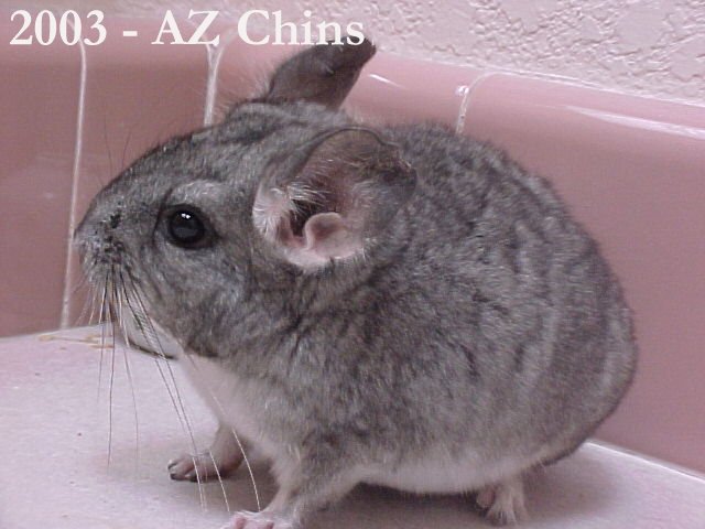 Earl - Standard Grey Male
