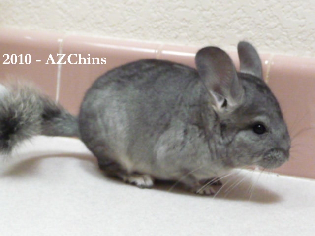 Echo II - Standard Grey Male
