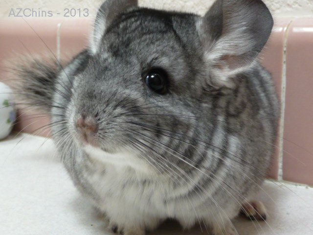 Elaine - Standard Grey Female