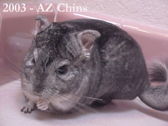 Elmes - Standard Grey Male