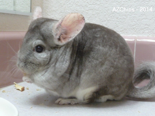 Emeril - Heterozygous Beige Male