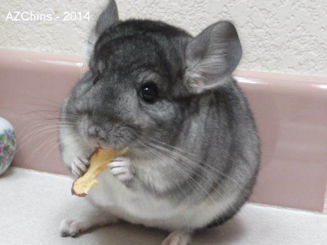 Eva - Standard Grey Female