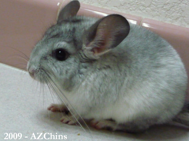 Everie - Silver Mosaic Female