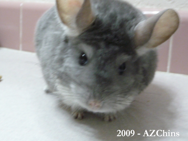Evin - Violet Male