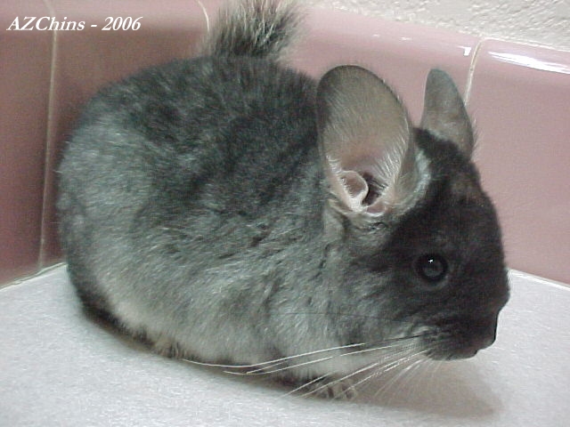 Eydie - Black Velvet Female