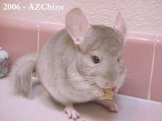 Farrah - Heterozygous Beige Female