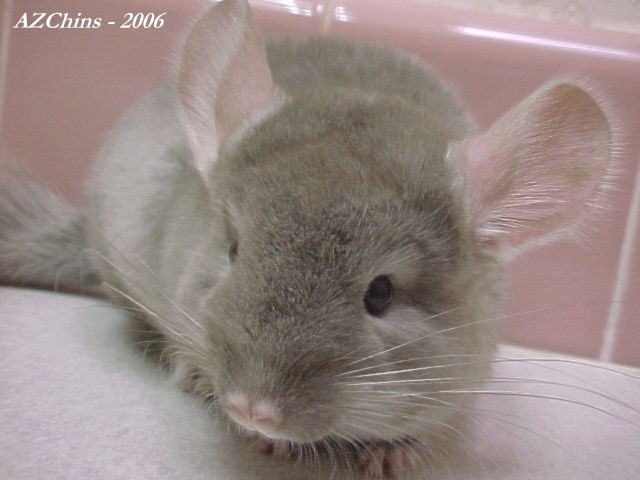 Fayre - Brown Velvet Female