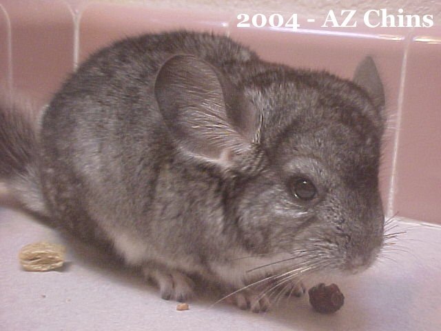 Felix - Standard Grey Male
