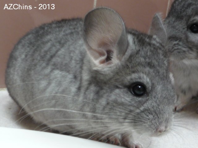 Fleuret - Standard Grey Female