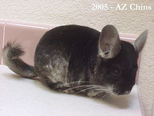 Gale - Black Velvet Female