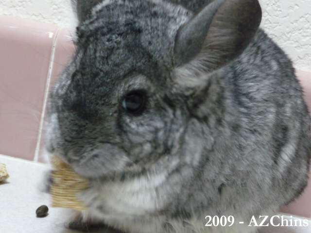 Gavrielle - Standard Grey Female