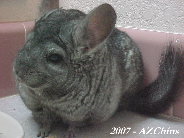 Georgia - Heterozygous Ebony Female
