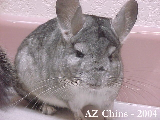 Gizmo - Standard Grey Male