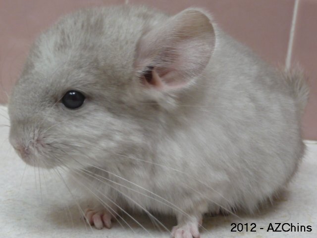 Gizmo II - Heterozygous Beige Male