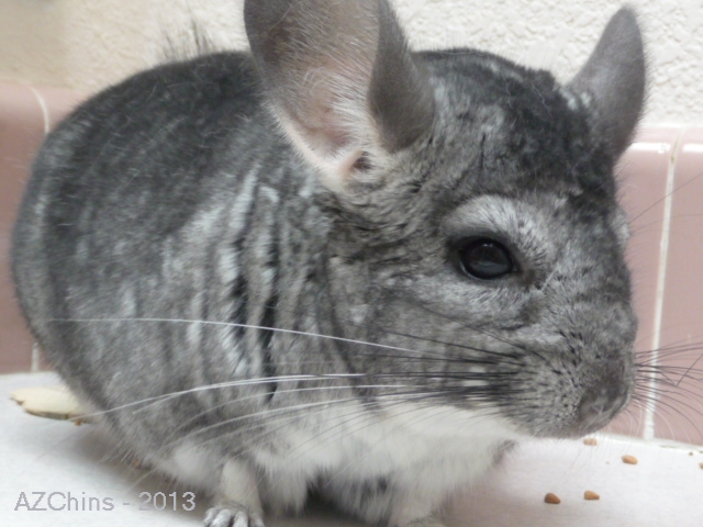Gladiator  - Standard Grey GB Carrier Male