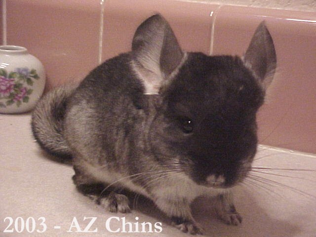 Glenn - Black Velvet Male