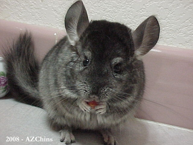 Hammie - Medium Ebony Male