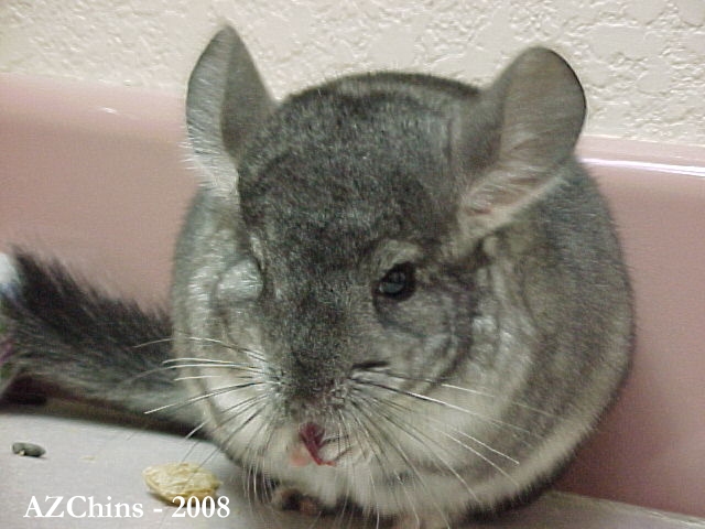 Handie - Standard Grey Violet Carrier Male