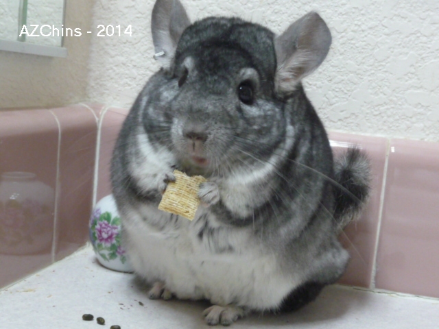 Hoppity - Stadard Grey GBC Male