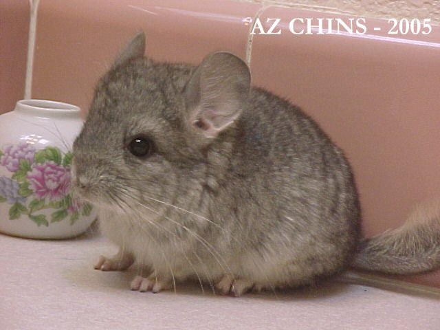 Huxley - Standard Grey Violet Carrier Male