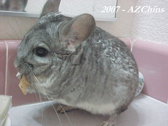 Inara - Standard Grey Female