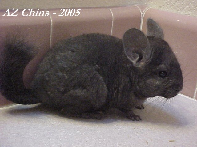 Inka - Heterozygous Ebony Female
