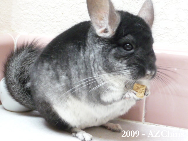 Jammal - Black Velvet Male