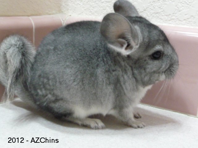 Jay Jay - Standard Grey Male