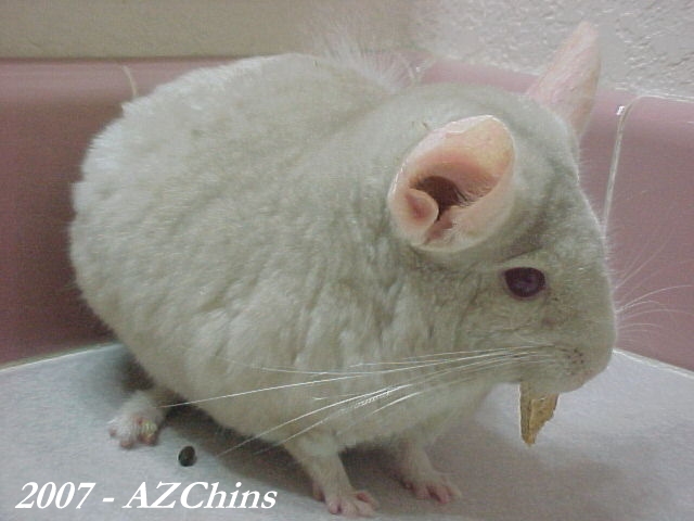 Jayne - Homozygous Beige Male
