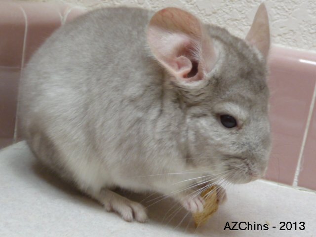 Jeff - Heterozygous Beige Male