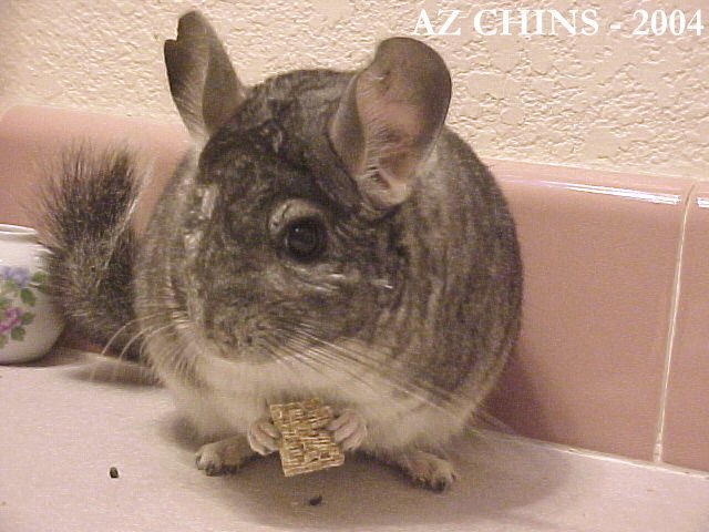 Jelly - Standard Grey Male