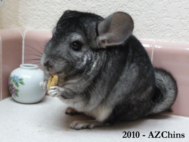 Jericho - Light Ebony Female
