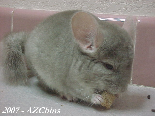 Jese - Heterozygous Beige Male