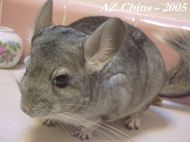 Jess - Standard Grey Male
