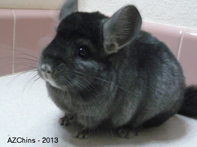 Jingles - Medium/Dark Ebony Female