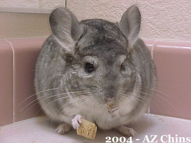 Joan - Standard Grey Female