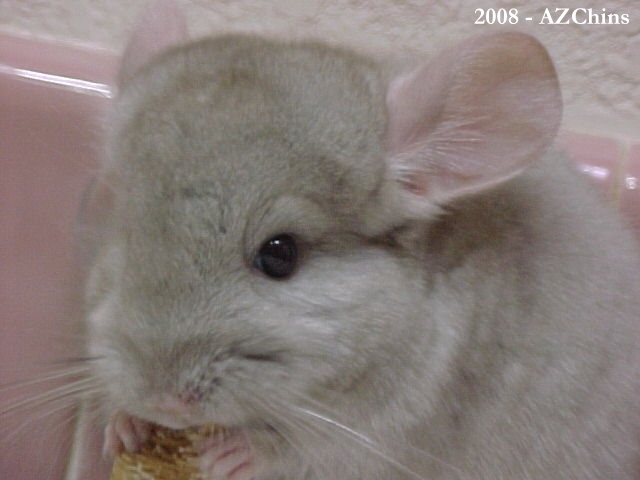 Joann - Heterozygous Beige Female