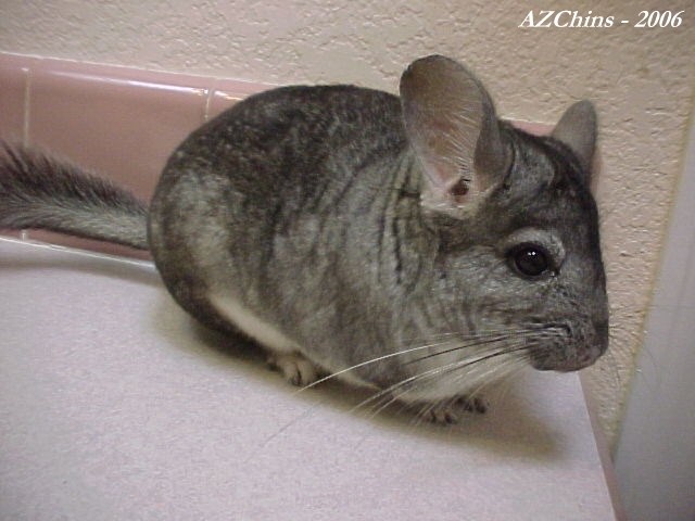 Jordie - Standard Grey Male