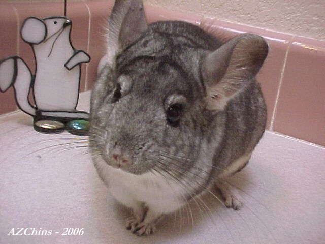 Jordie - Standard Grey Male