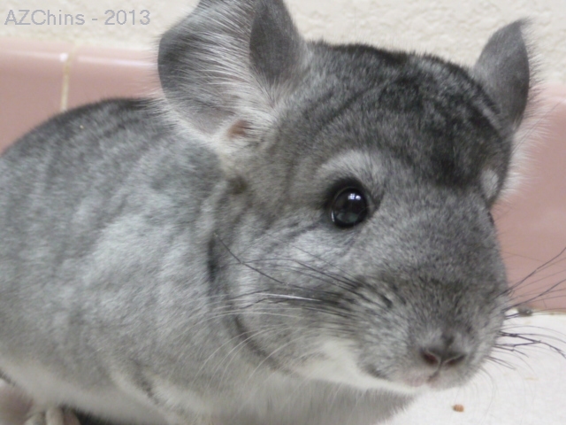 Josee - Standard Grey Female