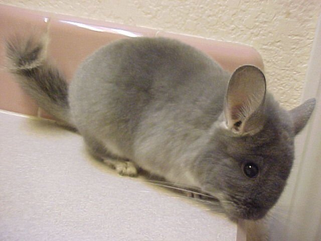 Joy - Violet Female