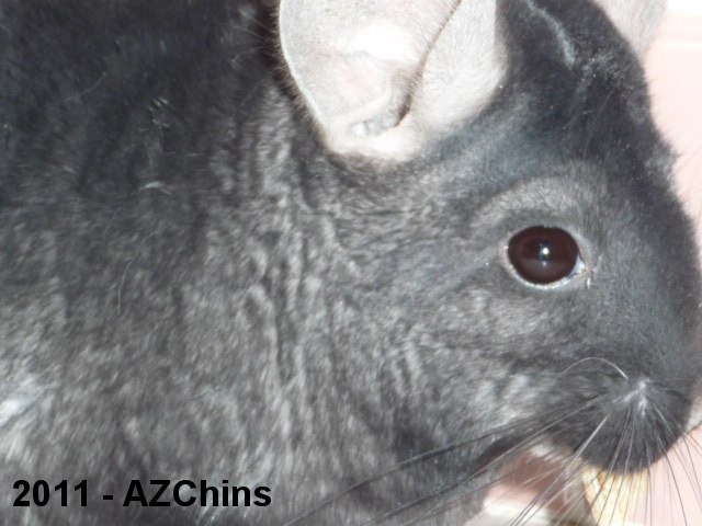Jozef - Dark Ebony Male