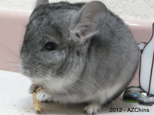Jujubee - Standard Grey Violet Carrier
