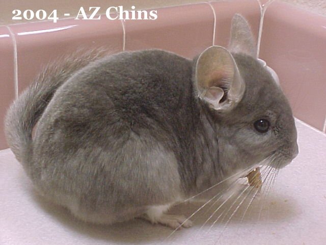 June - Violet Female
