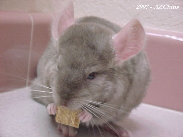 Junior - Tan Male