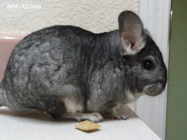 Justin - Standard Grey Male