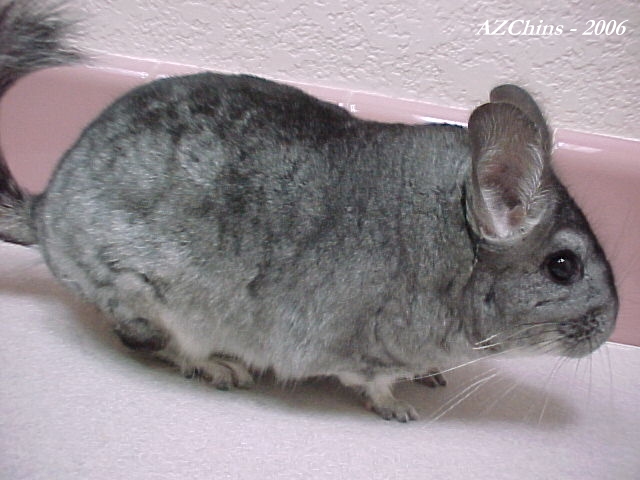 Karli - Standard Grey Female