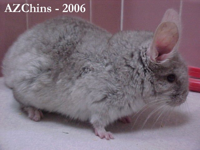 Keisha  - Heterozygous Beige Female